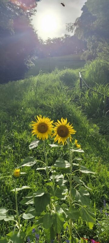 最優秀賞「とっておきのヒマワリ」 (西寺尾の丘公園)