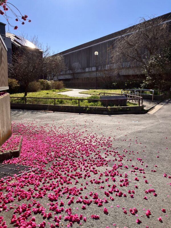 優秀賞「道を彩る寒緋桜」(松見中央公園付近)