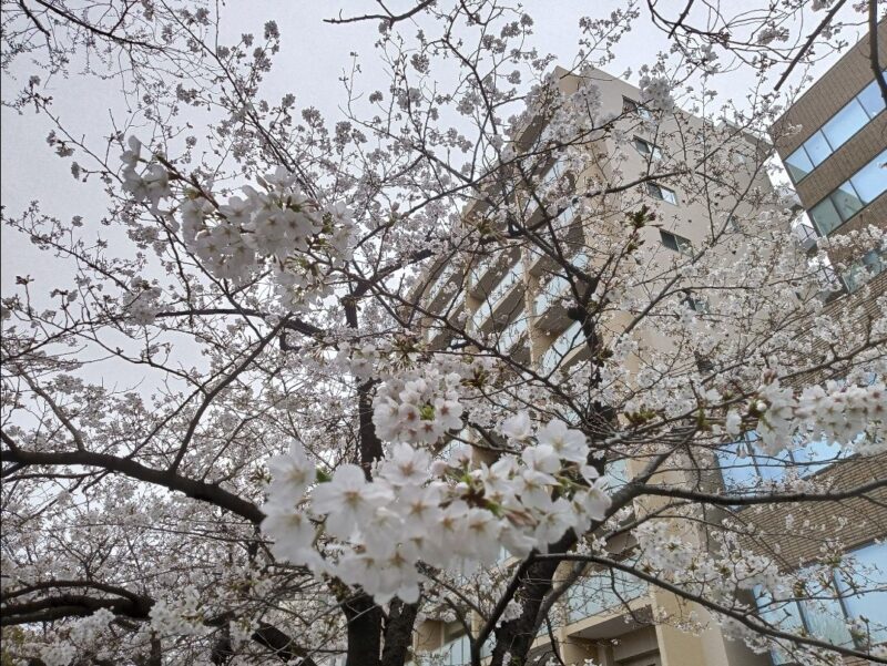 かめ太郎賞「開いて近づいて」(反町公園)