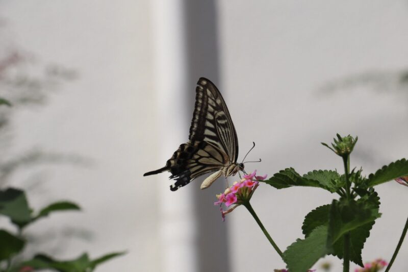 かめ太郎賞「花に止まっておいしい蜜をすう蝶」(三ツ沢公園付近)