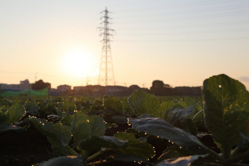 【とっておき】 64酷暑をのりこえ、朝露が語る街の息吹