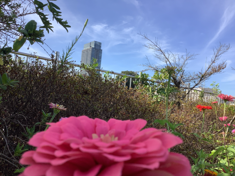 かめ太郎賞「開いて近づいて」(反町公園)