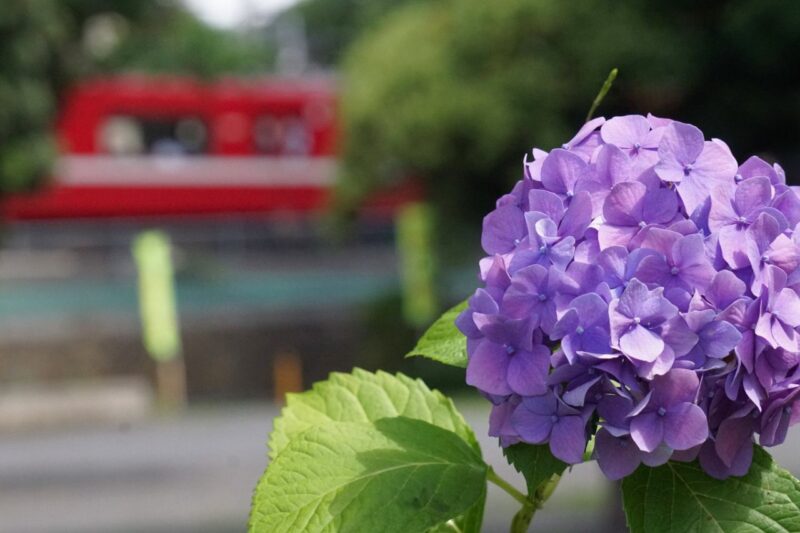 かめ太郎賞「凛と咲く」(神奈川通公園)