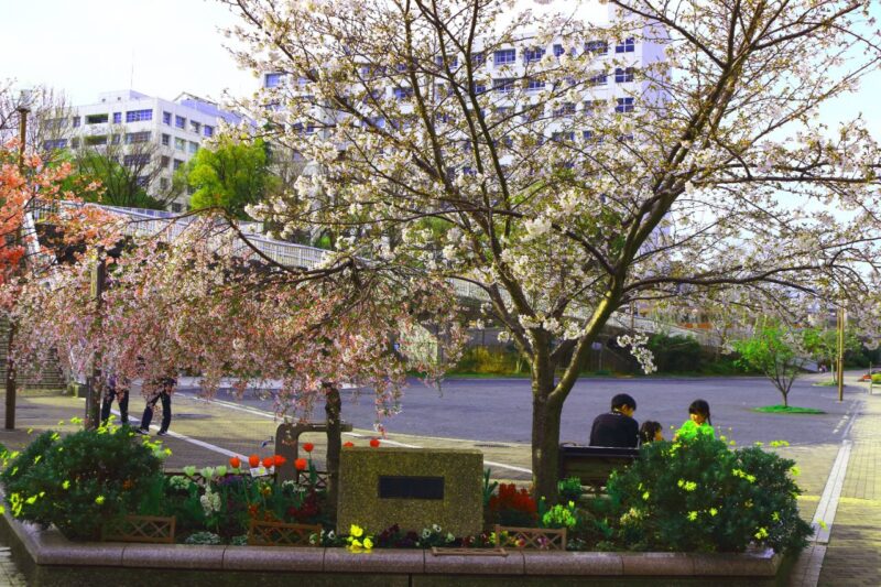 【とっておき】 73桜満開の下で楽しいおしゃべり